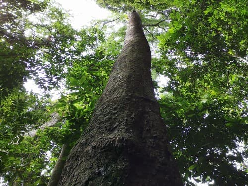 Kayu Modang