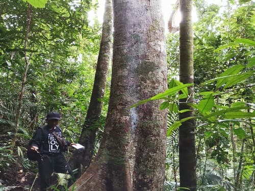 Kayu Kadunduang