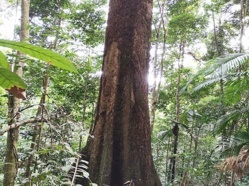 Kayu Marsawah