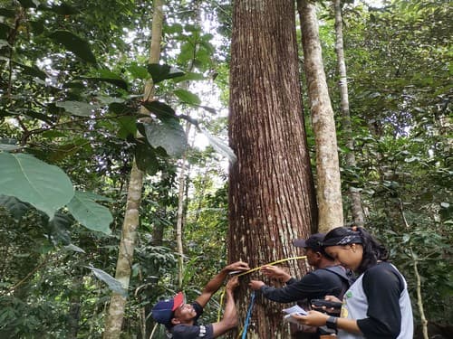 Kayu Marsawah