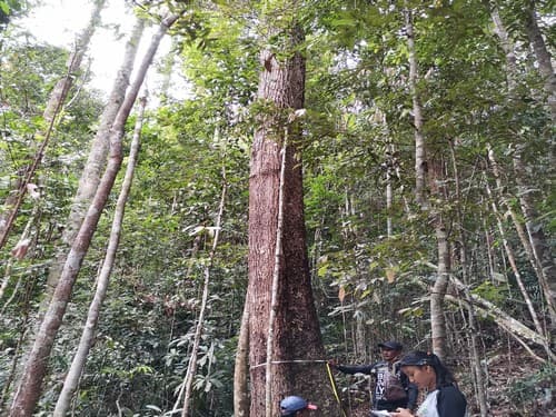 Kayu Poniang-poniang