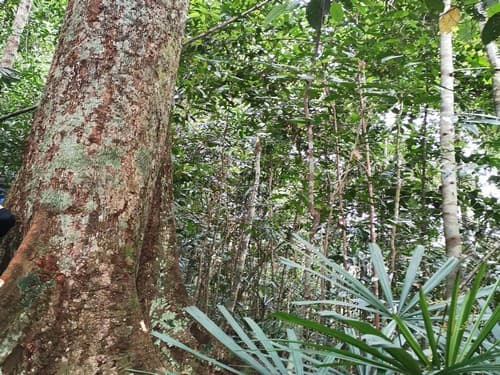 Kayu Marsawah