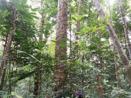 Kayu Marsawah