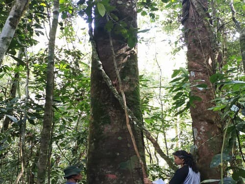 Kayu Damar Putih