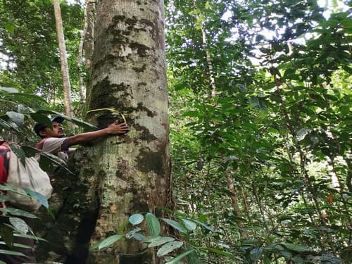 Kayu Jirak kuantan