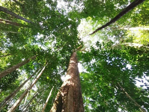 Kayu Modang