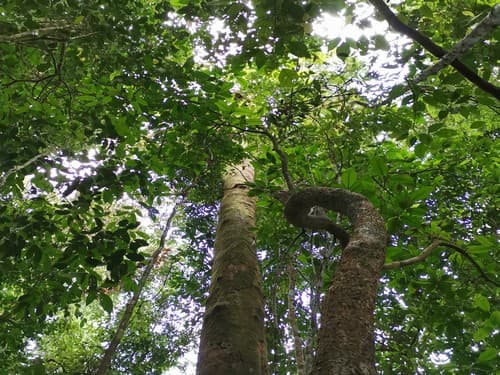 Kayu Kolek