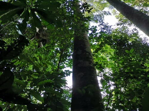 Kayu Modang