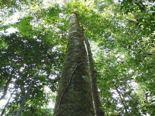 Kayu Modang