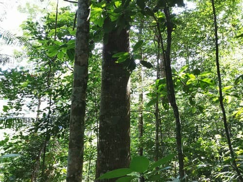 Kayu Ntanguah