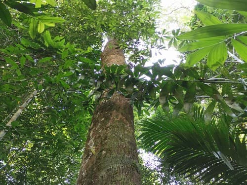 Kayu kolek