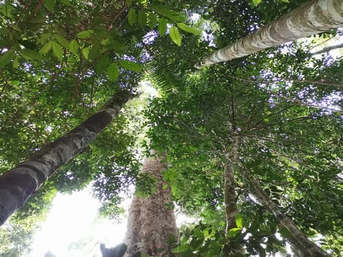 Kayu Kolek