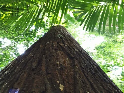 Kayu Merantih Kulit Banio