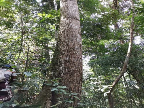 Kayu Marsawah