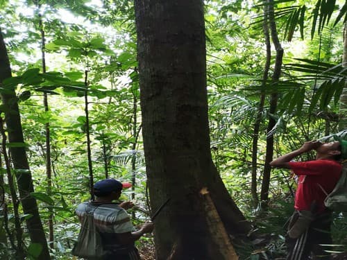 Kayu Modang