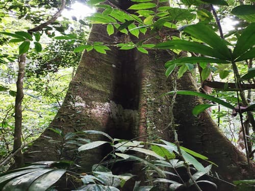 Kayu Kolek