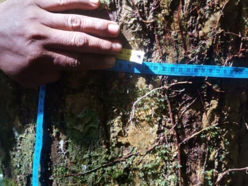Kayu Ntanguah