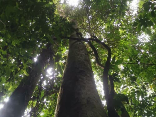 Kayu Modang