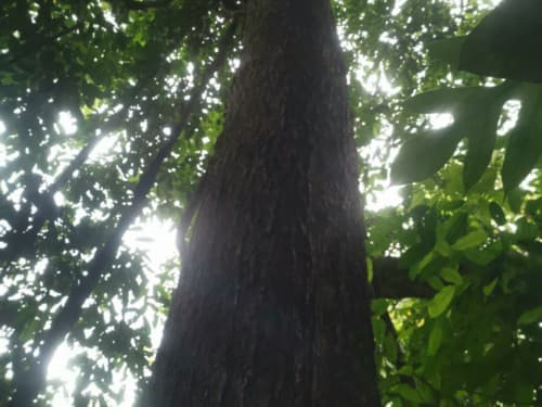 Kayu Modang