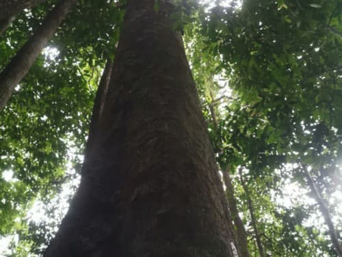 Kayu Kolek