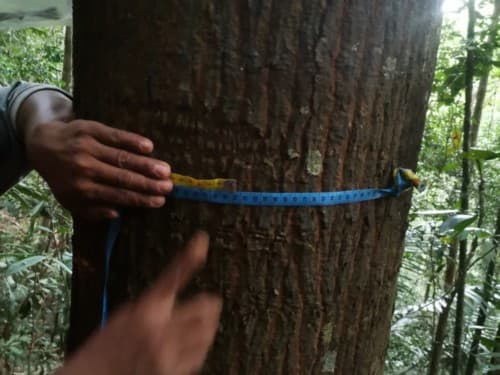 kayu Banio