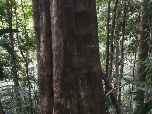 Kayu Balang