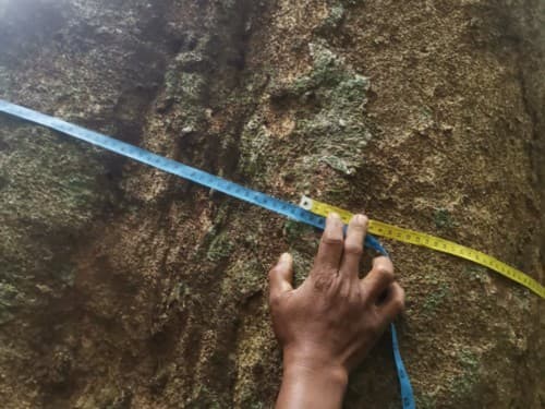 Kayu Modang