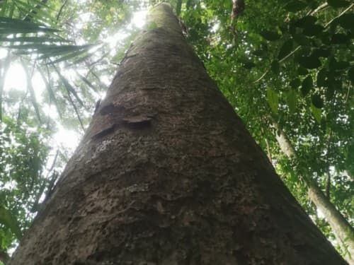 Kayu Modang
