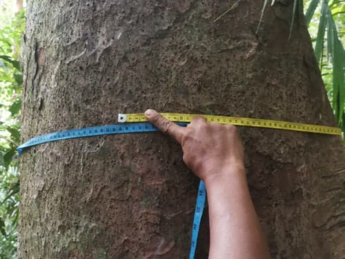 Kayu Modang