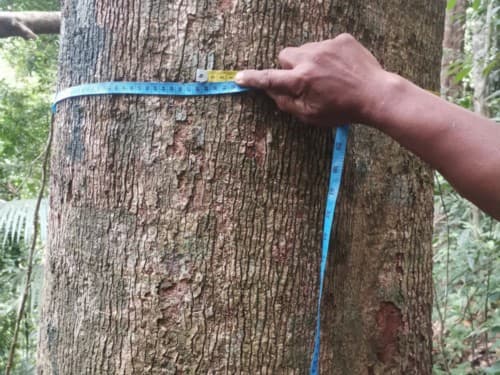 Kayu Kompe