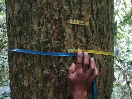 Kayu Ntanguah