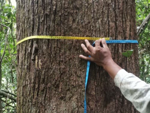Kayu Marsawah