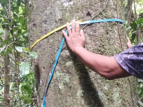 Kayu Modang