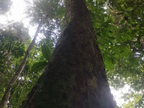 Kayu Modang