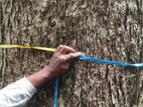 Kayu Modang