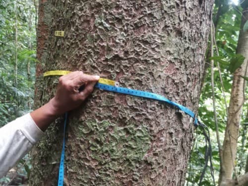 Kayu Modang