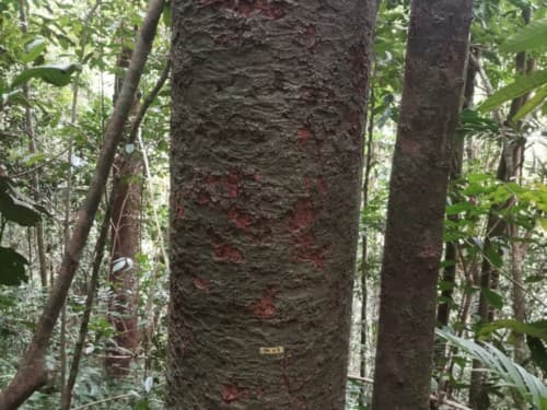 Kayu Jilutung