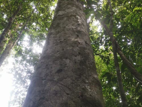 Kayu Modang