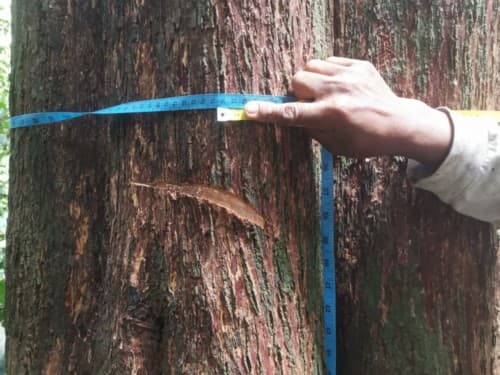 Kayu Siminai