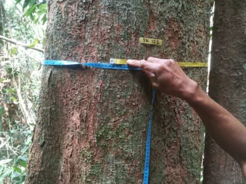 Kayu Nyatuah