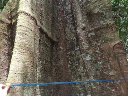 Kayu Merantih Kulit Banio