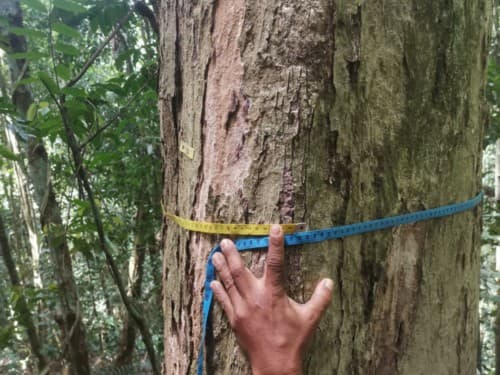 Kayu Kolek