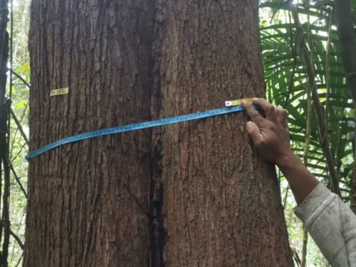 kayu Banio