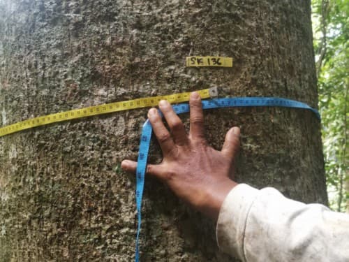 Kayu Modang