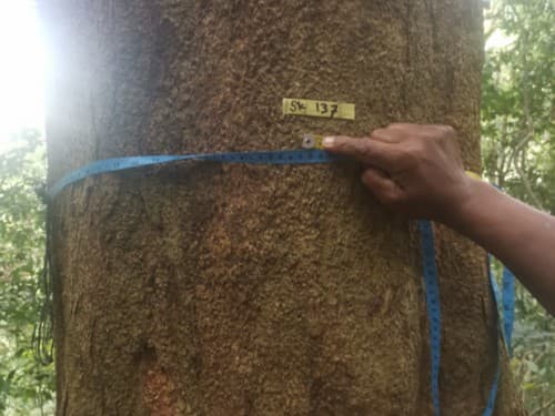 Kayu Modang