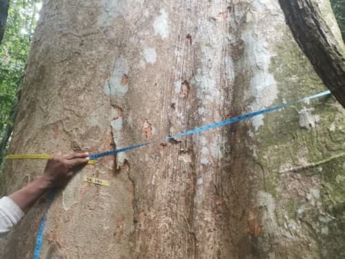 Kayu Modang
