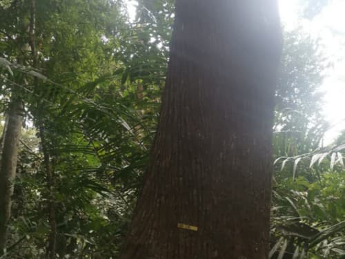 Kayu Marsawah