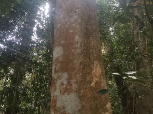 Kayu Modang