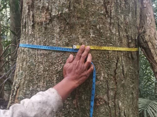 Kayu Modang