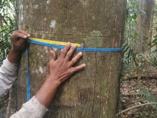 Kayu Merantih Kulit Banio